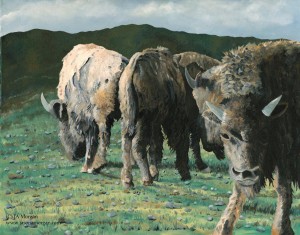 Bison