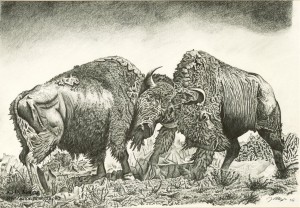 Bison Fight