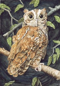Owl