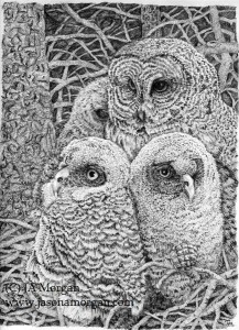 babyowls