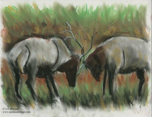 elk