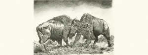 bison-with-border